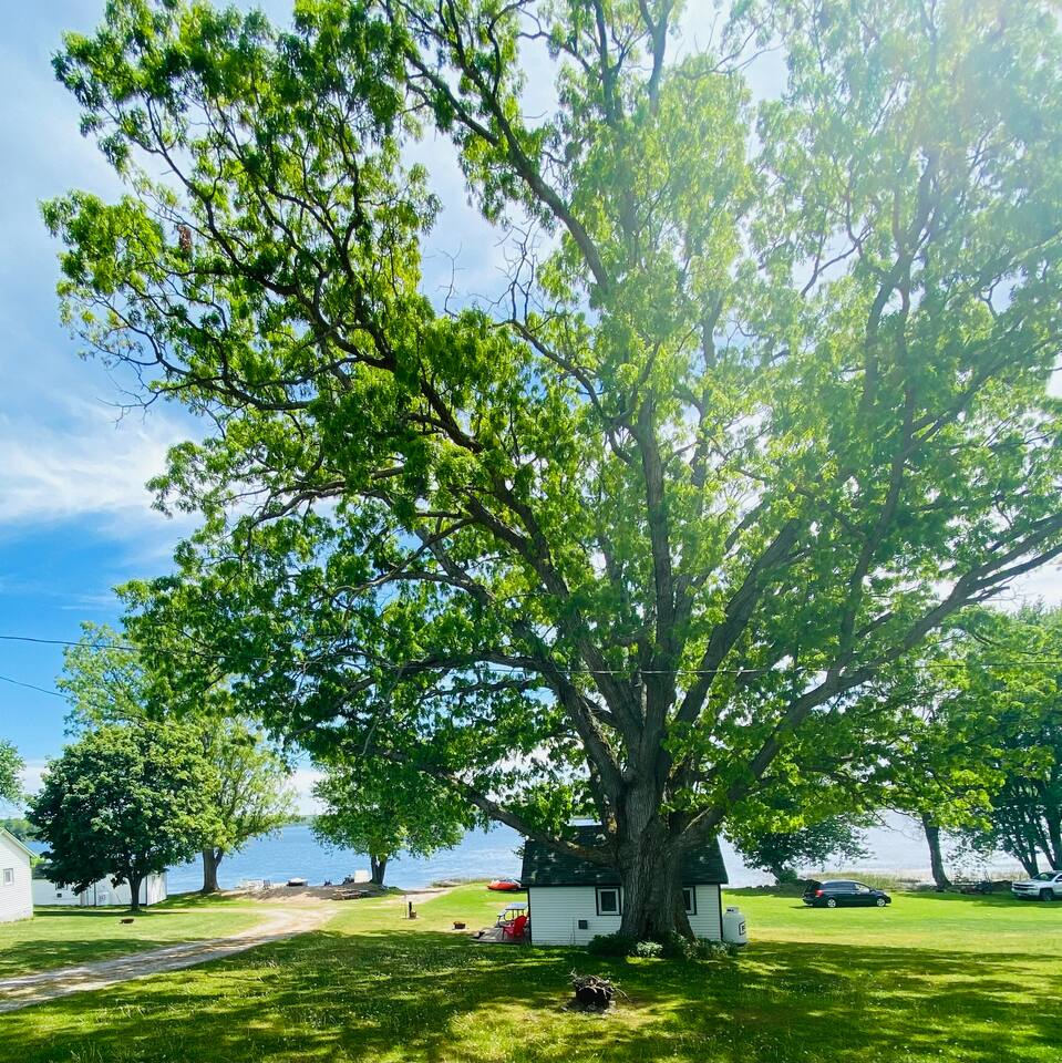 Oak Tree Setting