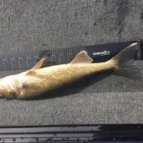 Measured Tournament Walleye