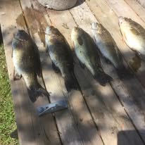 Shoreline Fish Fry Catch